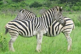 zebras,-listras-das-zebras,-zebras,-animais,-mundo-annimal
